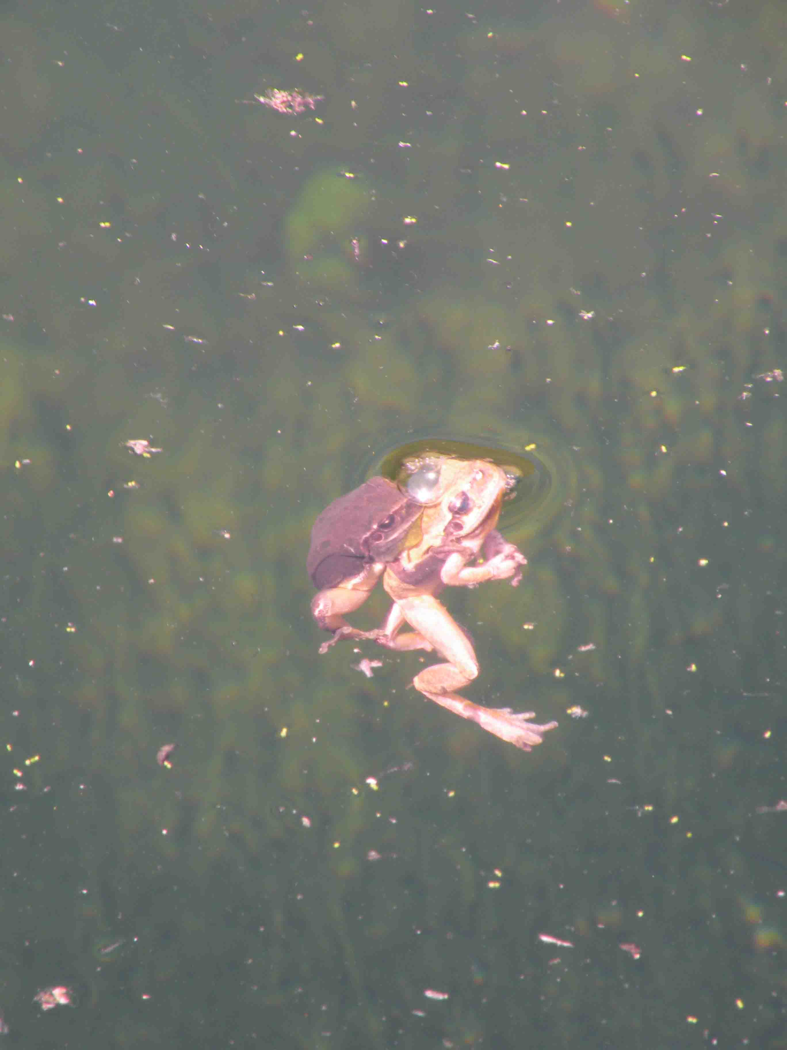 Riconoscimento ranocchio - Hyla meridionalis